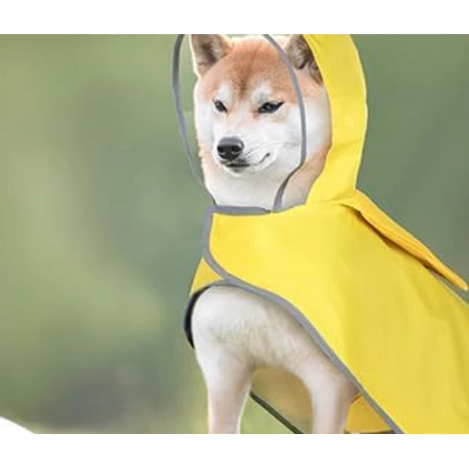 Shiba inu ve žluté pláštěnce s reflexním lemem a kapucí