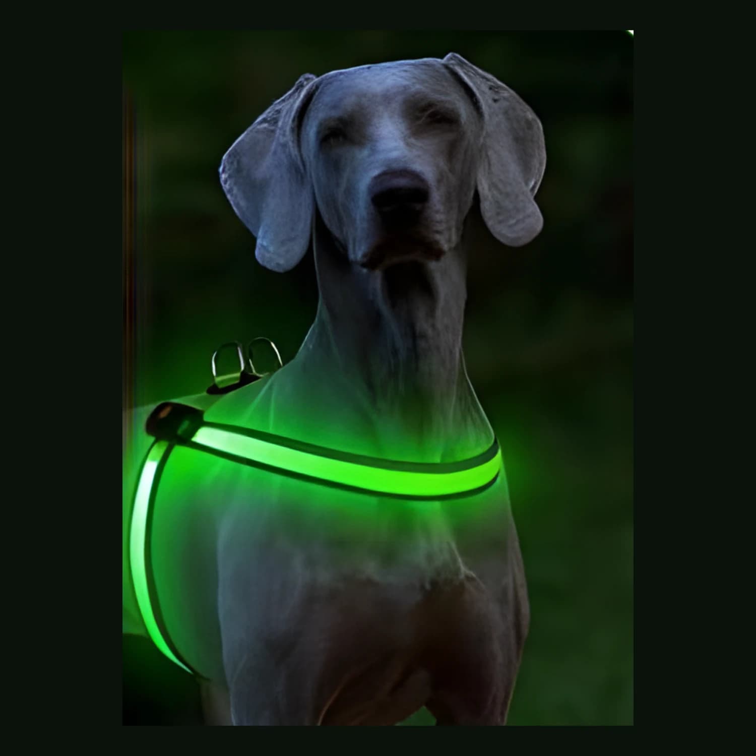 Zelený LED postroj Bpawser v noci na psovi