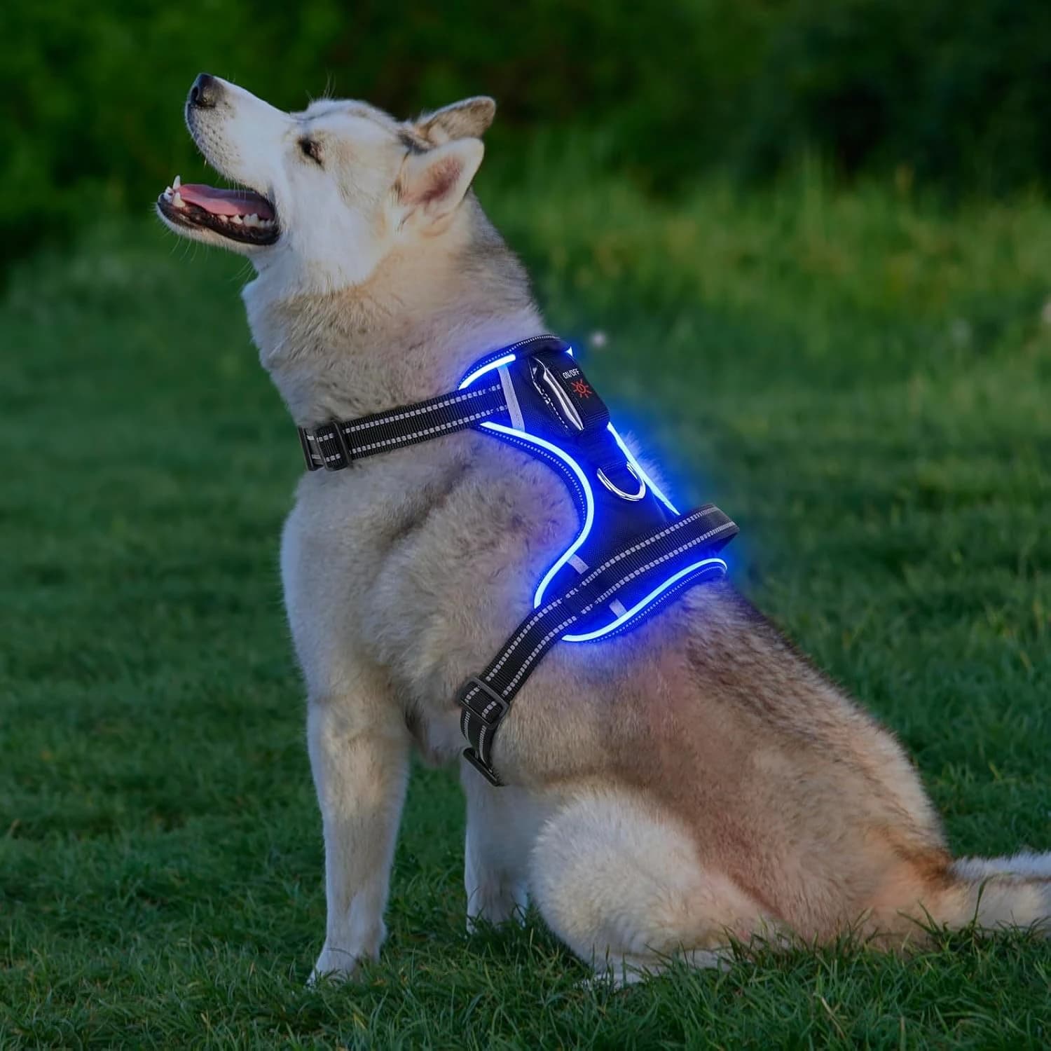 Husky s modře svítícím LED postrojem Colaseeme