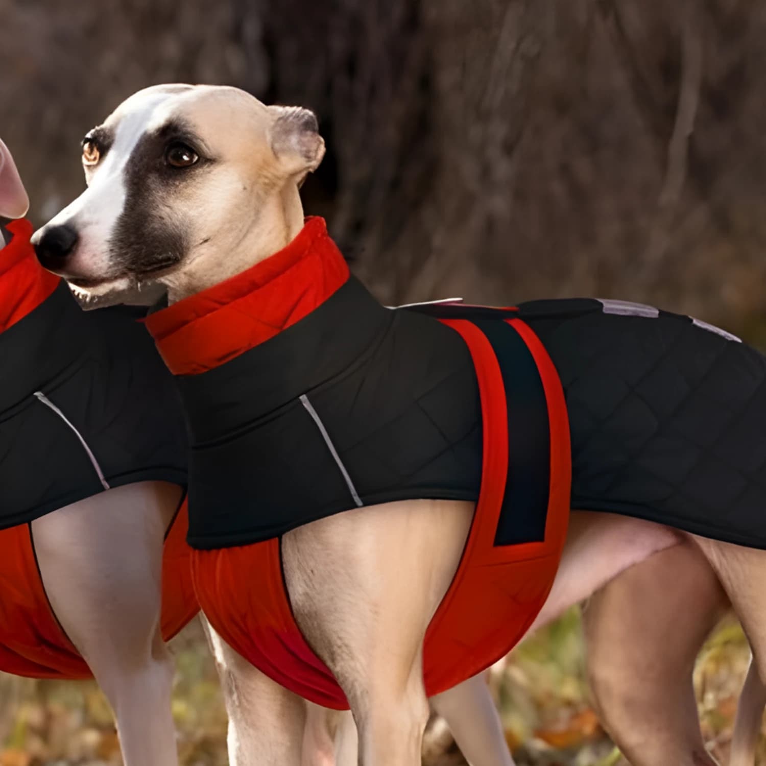 Whippet v černém zimním kabátu s červeným břichem a suchým zipem