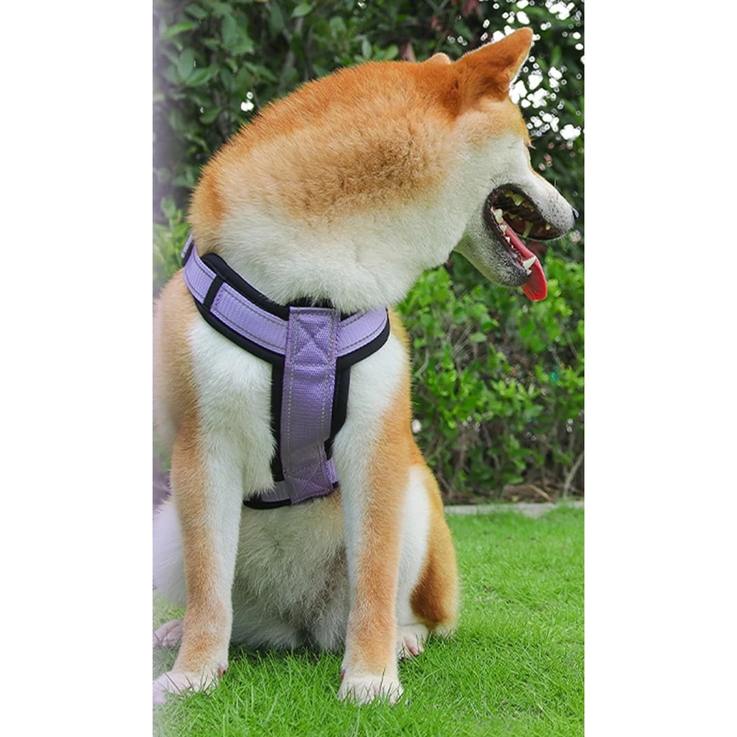 Shiba inu ve fialovém reflexním postroji LiebeDD