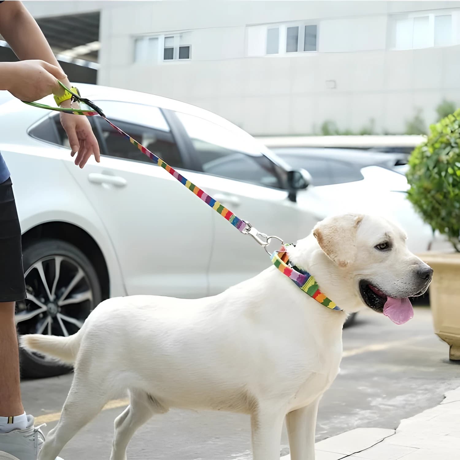 Labrador na krátkém duhovém vodítku TSPRO