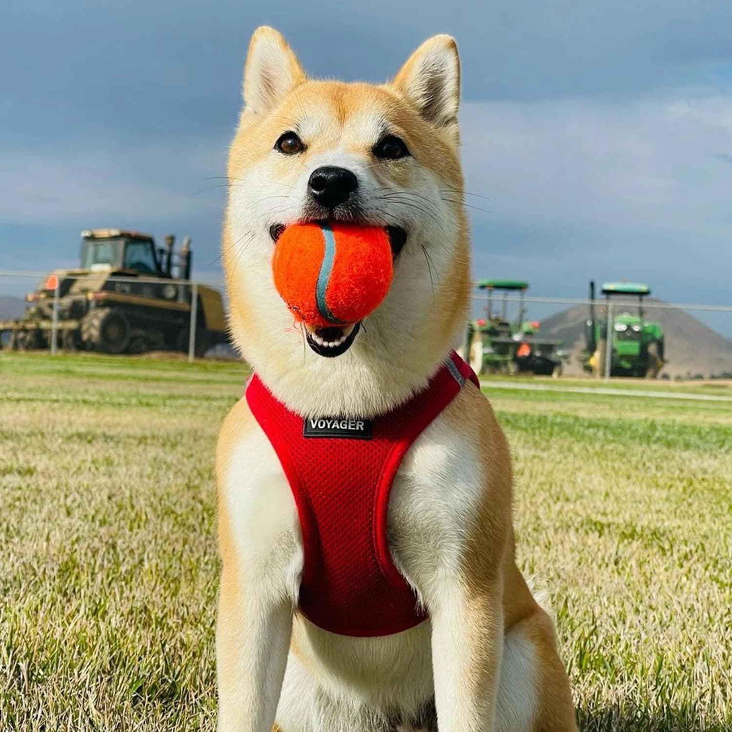 Shiba inu v červeném step-in postroji Voyager Step-In Air